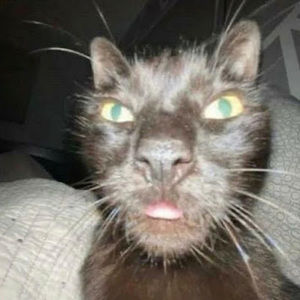 Meet your Posher, Alex